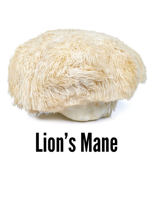 What is Lion's Mane Mushrooms?
