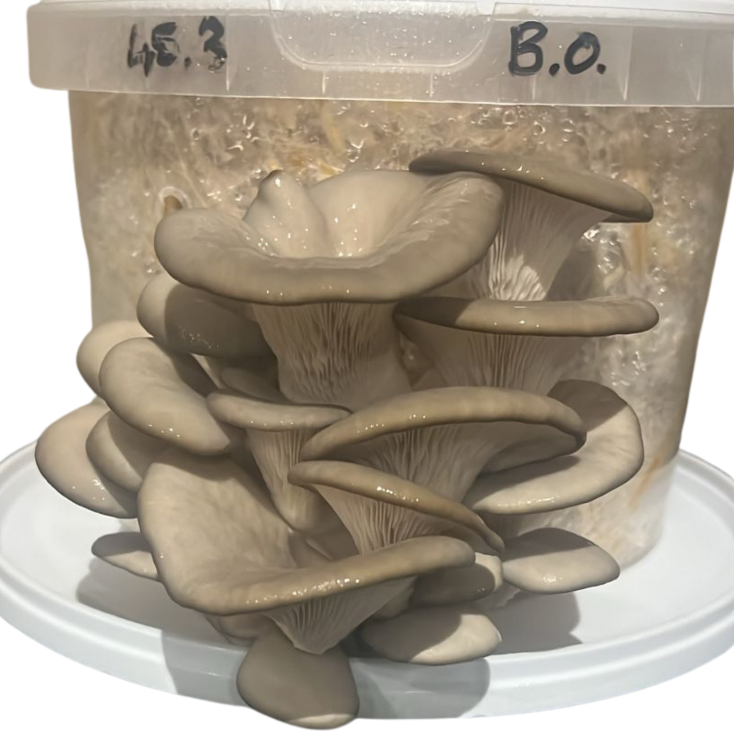 DIY Grow Kit 5L Bucket -Grey Oyster Mushroom