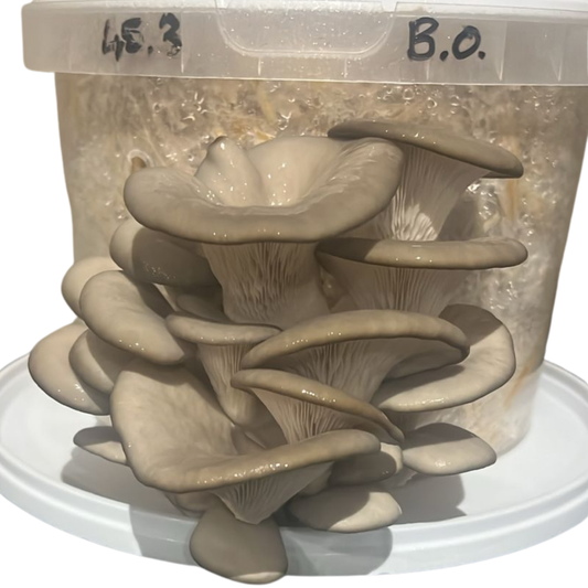 DIY Grow Kit 5L Bucket -Grey Oyster Mushroom