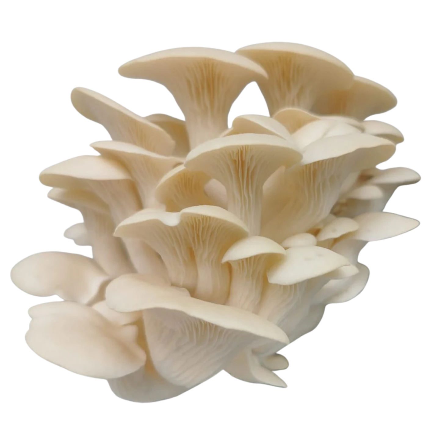 Fresh Oyster Mushrooms - 250g