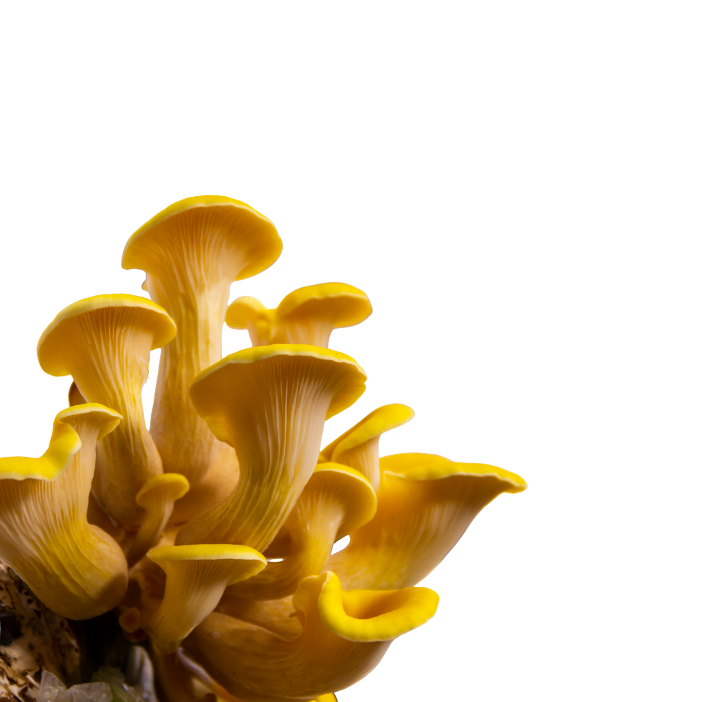 DIY Grow Kit 5L Bucket -Golden (Yellow) Oyster Mushroom