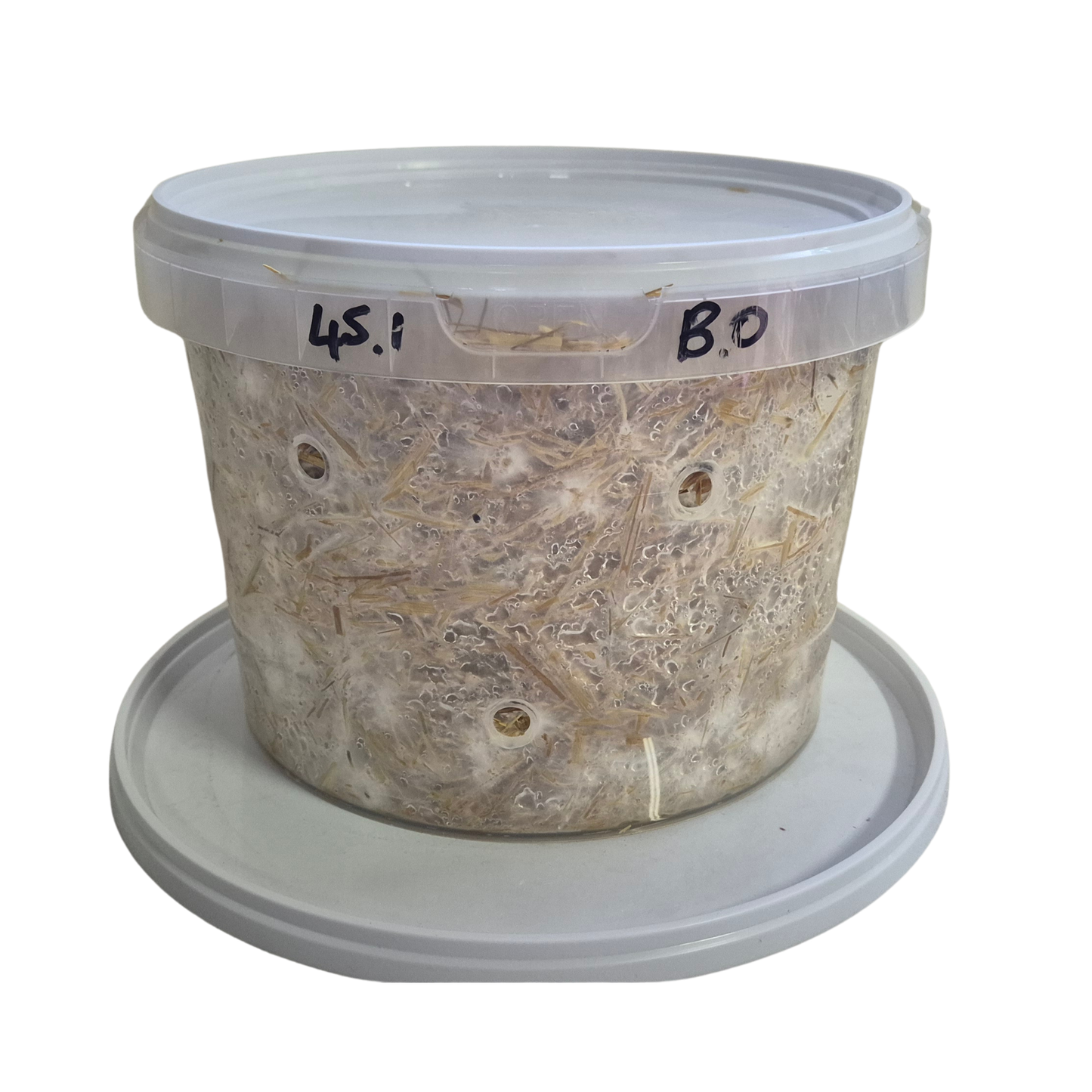 DIY Grow Kit 5L Bucket -Golden (Yellow) Oyster Mushroom
