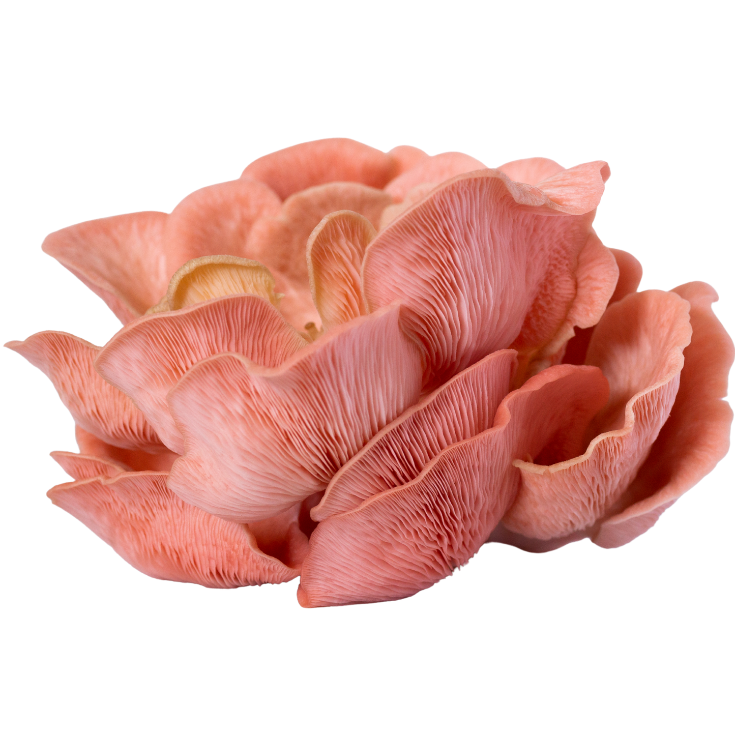 DIY Grow Kit 5L Bucket - Pink Oyster Mushroom